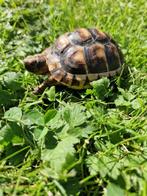 Tortue Bordee élevage 22, Tortue, 0 à 2 ans