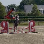 Viv Van’t Heihoefke, Dieren en Toebehoren, Paarden, Merrie, Springpaard, B, 3 tot 6 jaar