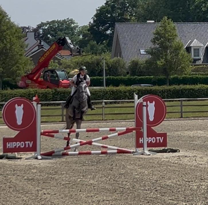Viv Van’t Heihoefke, Dieren en Toebehoren, Paarden, Merrie, B, 160 tot 165 cm, 3 tot 6 jaar, Springpaard