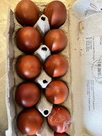 Broedeieren Marans 10€ voor 12 eitjes