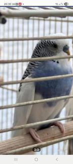 Mâle (la grande cage à donner), Enlèvement