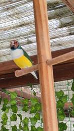 Gouldamandine koppel, Dieren en Toebehoren, Vogels | Overige Vogels, Meerdere dieren, Tropenvogel
