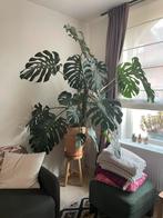 Grote monstera in gevlamde pot, Ophalen, Overige soorten, Halfschaduw, In pot