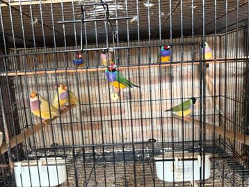 Gouldamadine koubroed beschikbaar voor biedingen