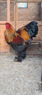 Brahma meerzomig patrijs hanen