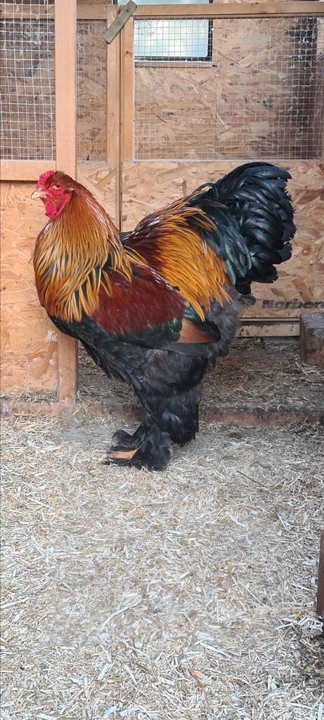Brahma meerzomig patrijs hanen, Dieren en Toebehoren, Pluimvee