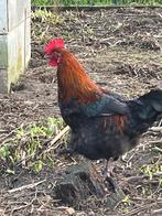 Koppel marans, Plusieurs animaux, Poule ou poulet