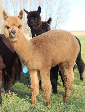 Alpaca merrie-veulen Clémence