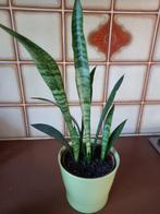 SANSEVERIA, Huis en Inrichting, Kamerplanten, Ophalen