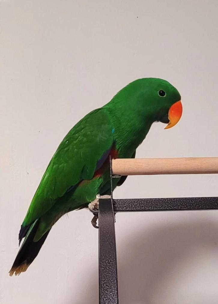 Edelpapegaai, 1 jaar oud, praat, getest op ziektes, Dieren en Toebehoren, Vogels | Parkieten en Papegaaien, Papegaai, Mannelijk