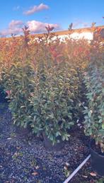 Photinia fraseri 'Red Robin', groenblijvende haagplant.