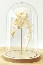 Stolp schedel, wervels, coccyx, Ophalen of Verzenden, Schedel