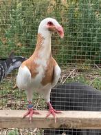 Neurenberger Bagadetten, Dieren en Toebehoren, Vogels | Duiven, Meerdere dieren, Overige soorten
