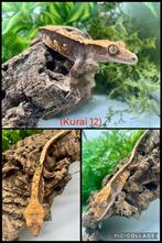 Schattige wimpergekko + nieuw terrarium, Dieren en Toebehoren