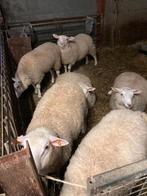 Bokken, Dieren en Toebehoren, Schapen, Geiten en Varkens