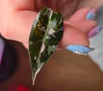 Alocasia Bambino pink variegata, Ophalen of Verzenden