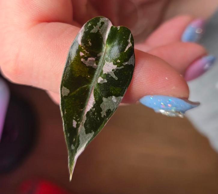 Alocasia Bambino pink variegata, Huis en Inrichting, Kamerplanten, Ophalen of Verzenden