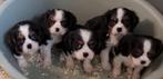 Cavalier king charles, Dieren en Toebehoren, België, CDV (hondenziekte), 8 tot 15 weken, Meerdere