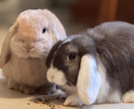 Lapins pingouins hollandais, Divers, Divers Autre, Neuf, Enlèvement ou Envoi