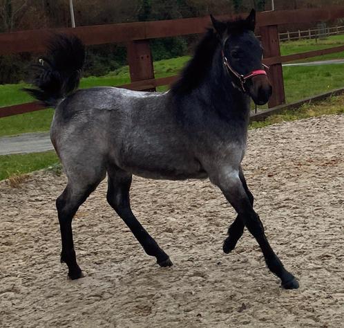 Prachtig merrieveulen met buitengewoon potentieel, Dieren en Toebehoren, Pony's, Merrie, Onbeleerd, D pony (1.37m tot 1.48m), Springpony