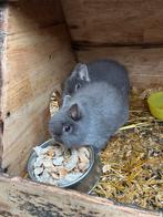 Loffelohr vrouwtjes, Dieren en Toebehoren, Knaagdieren, Maart, Vrouwelijk, Overige typen