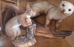 Ecureuil et Vison ( taxidermie), Ophalen of Verzenden