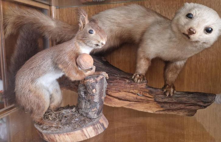 Ecureuil et Vison ( taxidermie), Antiek en Kunst, Curiosa en Brocante, Ophalen of Verzenden