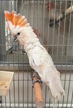 Hybride pop Inca x Ducorps kakatoe met DNA en getest, Dieren en Toebehoren, Vrouwelijk, Papegaai, Geringd