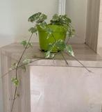 Mottenkruid hangplantje, Ophalen