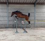 3,5 jarige merrie Cote D’ore x Voltaire, Dieren en Toebehoren, Paarden, Merrie, Zadelmak