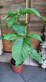 Engelenplant., Ophalen, Zomer, Vaste plant, Halfschaduw