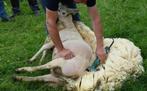 schapenscheerder GEZOCHT regio VEURNE, Mouton