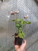 Vaste planten, liriope, caryopteris, geranium, verbena, Tuin en Terras, Planten | Tuinplanten, Bodembedekkers, Volle zon, Vaste plant