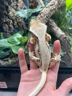 Wimpergekko lilly white man 22ONxLU4