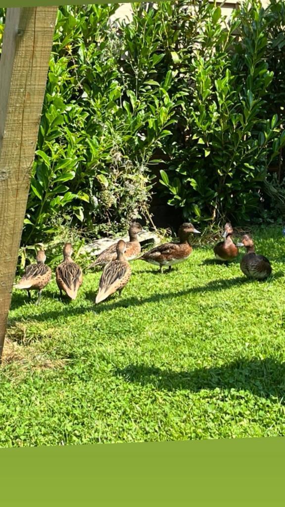 À céder canards d’ornement et limicole, Dieren en Toebehoren, Pluimvee, Eend, Meerdere dieren