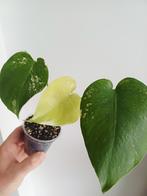 Monstera deliciosa mint variegata, Huis en Inrichting, Kamerplanten, Ophalen of Verzenden