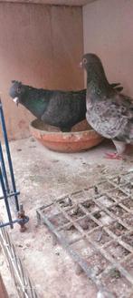 mooie soror hogevliger (perzische), Dieren en Toebehoren, Vogels | Duiven