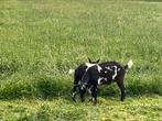 Mooie jongen bok, Dieren en Toebehoren, Schapen, Geiten en Varkens, Geit, 0 tot 2 jaar