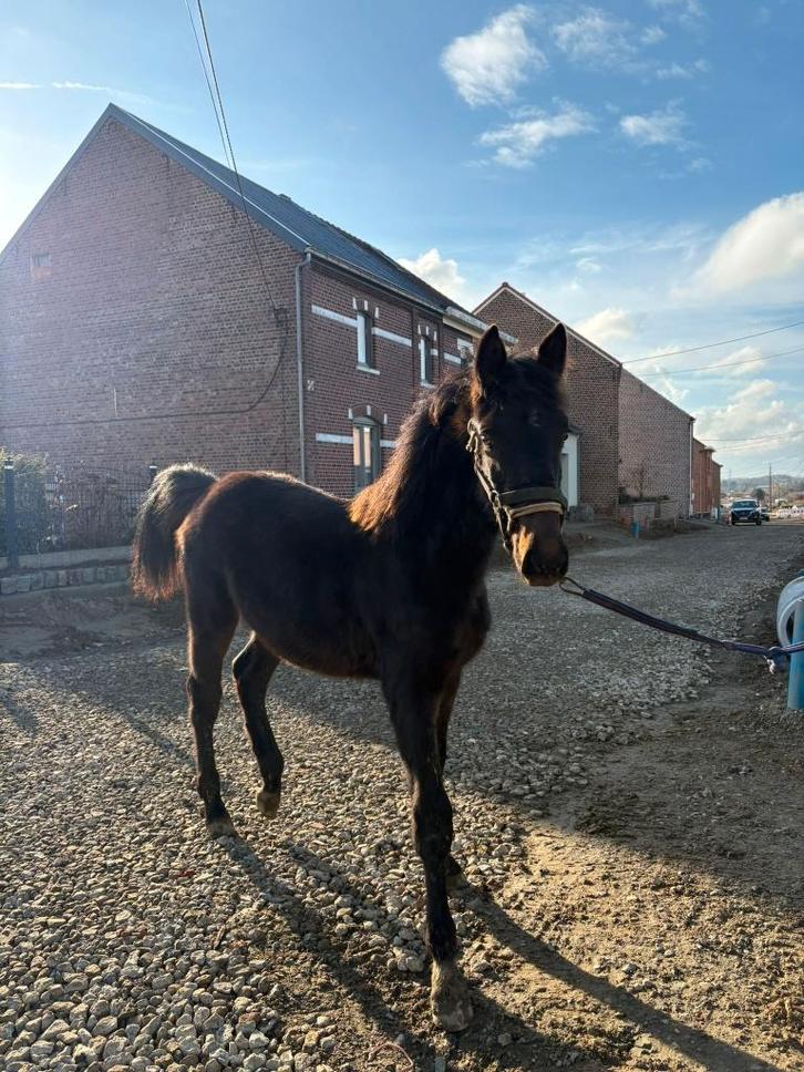 Prachtig zangersheide jaarling hengst, Animaux & Accessoires, Chevaux, Étalon, 0 à 2 ans, Cheval de saut, Avec pedigree, Avec puce électronique