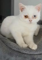 Britse korthaar, Dieren en Toebehoren, Katten en Kittens | Raskatten | Korthaar, Kater, Gechipt, 0 tot 2 jaar