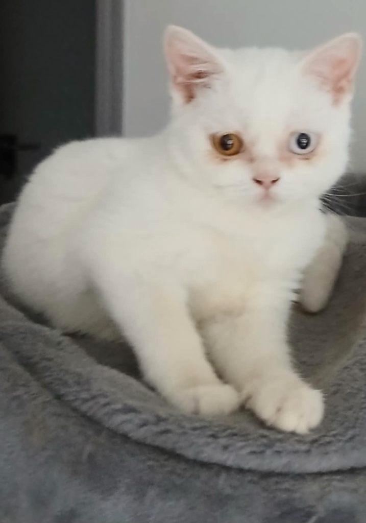 Britse korthaar, Dieren en Toebehoren, Katten en Kittens | Raskatten | Korthaar, Kater, 0 tot 2 jaar, Gechipt, Ontwormd, Ingeënt