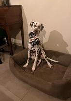 Donkerbruine suede XL hondenmand, Dieren en Toebehoren, Ophalen, Gebruikt