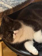 kitten Exotic korthaar, Kater, Gechipt, 0 tot 2 jaar