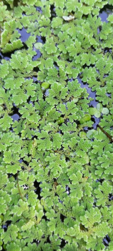 Azolla snelgroeiende drijfplant, Tuin en Terras, Vijvers, Ophalen
