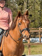 13 jr leuke d pony ruin, zeker ook voor kleine volwassenen!!, Dieren en Toebehoren, Pony's, Ruin, D pony (1.37m tot 1.48m), 11 jaar of ouder