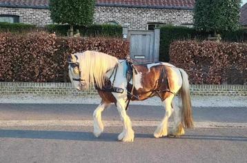 Volledig mentuig voor pony, Dieren en Toebehoren, Ophalen of Verzenden, Gebruikt