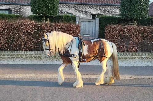 Volledig mentuig voor pony, Dieren en Toebehoren, Paarden en Pony's | Hoofdstellen en Tuigage, Gebruikt, Ophalen of Verzenden