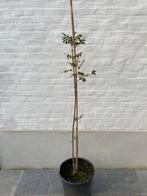 Pluim-es / bloem-es / manna-es / fraxinus ornus, Ophalen