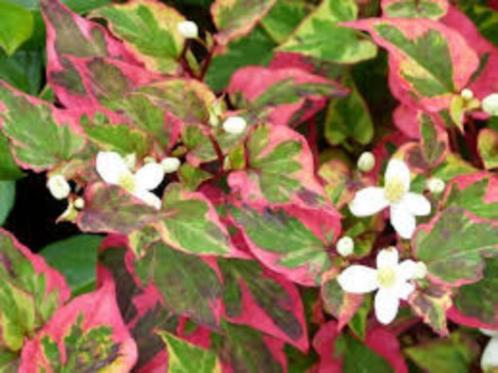 Houttuynia Chameleon, Tuin en Terras, Planten | Tuinplanten, Halfschaduw, Ophalen