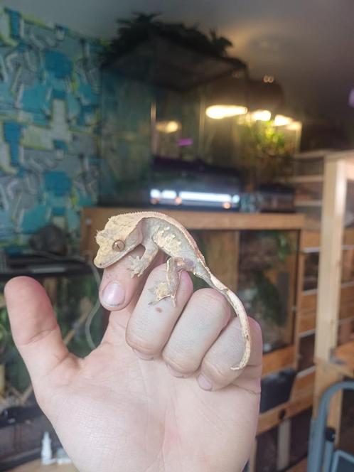 0.1 Tricolor wimpergekko vrouw, Dieren en Toebehoren, Reptielen en Amfibieën, Hagedis, 0 tot 2 jaar, Tam